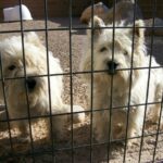 Nätsektion Nätsektion