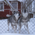 Dörrgrind Dörrgrind